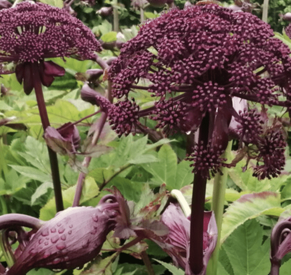 Angelica - Giga or Korean (quart pot)